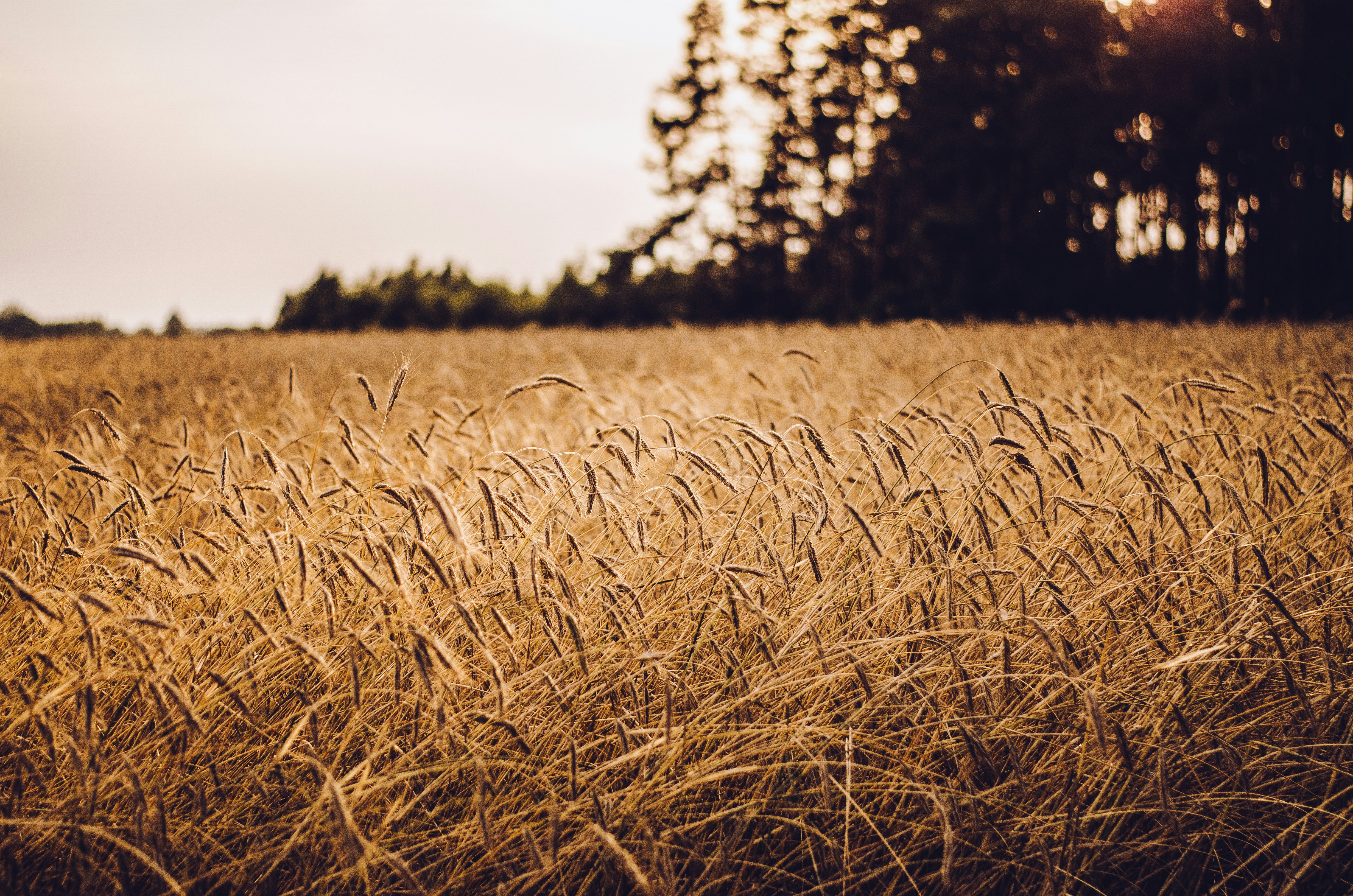 brown grass field